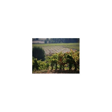 White Corbieres Wine Chateau La Voulte Gasparet