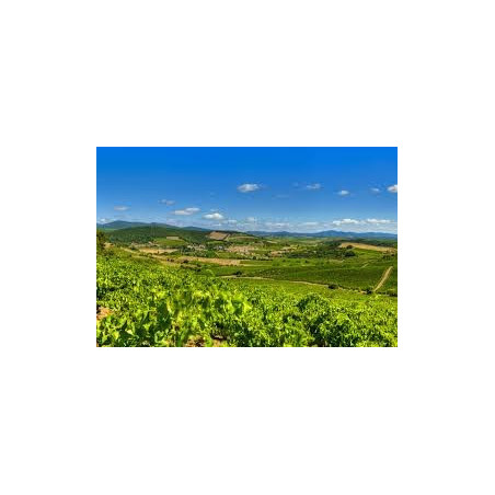 Château ESTANILLES Sous Les Rocs Faugères Organic Red Wine from Languedoc