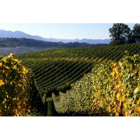 Jurancon Chant des Vignes dry White Wine by Domaine Cauhape