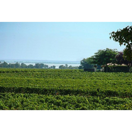 Château Haut MARBUZET St ESTEPHE 2023