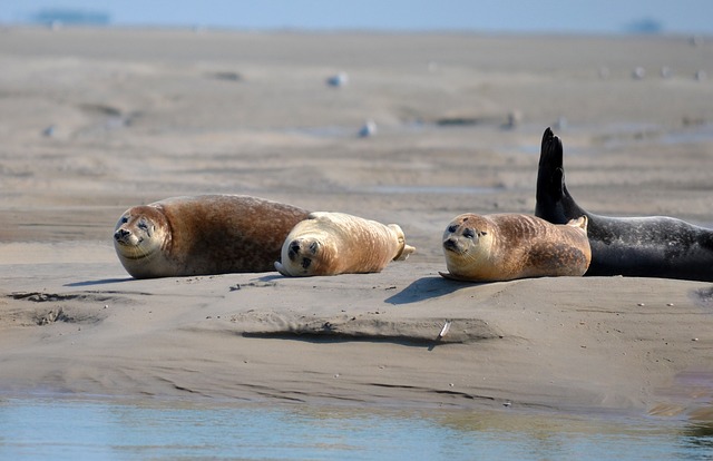 seals in the Baie de Somme, France