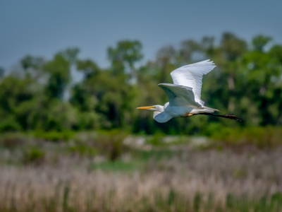 Bird and Nature Festival, Baie de Somme, France