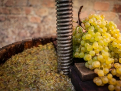 Buy White Wine in Calais Vins and Olivier Vins & Cie